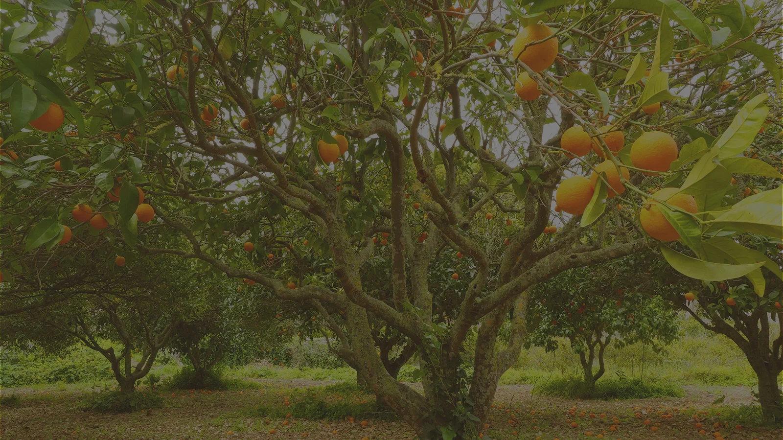 Agrumes dans leur environnement de production